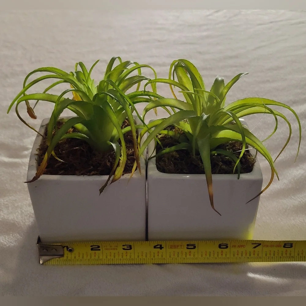 2 Green Faux Succulent in White Planter Set